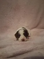 Set, a male Bernedoodle and Miniature Goldendoodle for sale in Sheffield Lake, OH – Photo 2 of 3