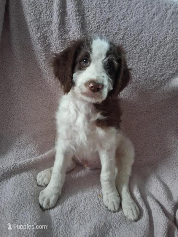 Set – Golden Mountain Doodle puppy for sale in Sheffield Lake, OH