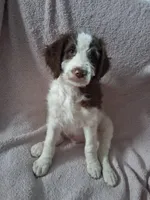 Set, a male Bernedoodle and Miniature Goldendoodle for sale in Sheffield Lake, OH – Photo 1 of 3