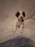 Set, a male Bernedoodle and Miniature Goldendoodle for sale in Sheffield Lake, OH – Photo 3 of 3