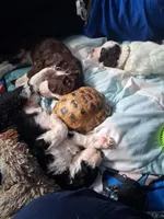 Rhea, a female Golden Mountain Doodle for sale in Sheffield Lake, OH – Photo 3 of 3