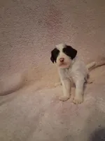 Rhea, a female Golden Mountain Doodle for sale in Sheffield Lake, OH – Photo 2 of 3