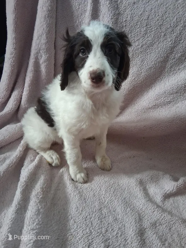 Rhea – Golden Mountain Doodle puppy for sale in Sheffield Lake, OH