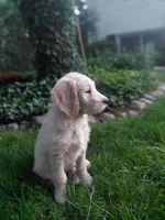 Onyx, a male Miniature Golden Retriever for sale in Sheffield Lake, OH – 3 of 3