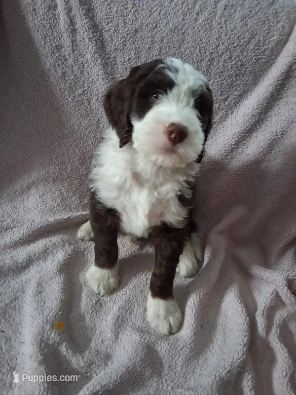 Odin – Golden Mountain Doodle puppy for sale in Sheffield Lake, OH
