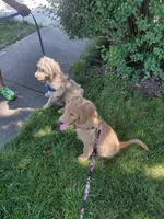 Rose (Rosie), a female Goldendoodle and Miniature Goldendoodle for sale in Sheffield Lake, OH – 6 of 7