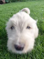 Thorn, a male Miniature Golden Retriever for sale in Sheffield Lake, OH – 3 of 3