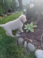 Ridge, a male Miniature Golden Retriever for sale in Sheffield Lake, OH – 2 of 4