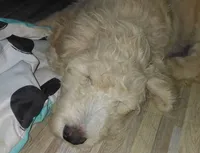 Ridge, a male Goldendoodle and Miniature Goldendoodle for sale in Sheffield Lake, OH – 3 of 6