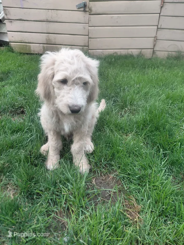 Ridge – Goldendoodle, Miniature Goldendoodle puppy for sale in Sheffield Lake, OH