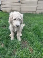 Ridge, a male English Goldendoodle for sale in Sheffield Lake, OH – 5 of 6