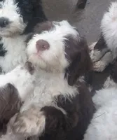 Odin, a male Bernedoodle and Miniature Goldendoodle for sale in Sheffield Lake, OH – 3 of 4