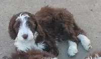Bhumi, a female Bernedoodle and Miniature Goldendoodle for sale in Sheffield Lake, OH – 4 of 4