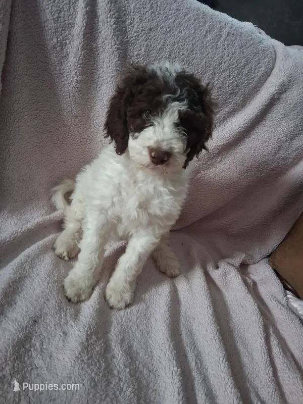 Misha – Golden Mountain Doodle puppy for sale in Sheffield Lake, OH