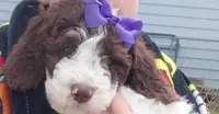 Misha, a female Bernedoodle and Miniature Goldendoodle for sale in Sheffield Lake, OH – Photo 1 of 6