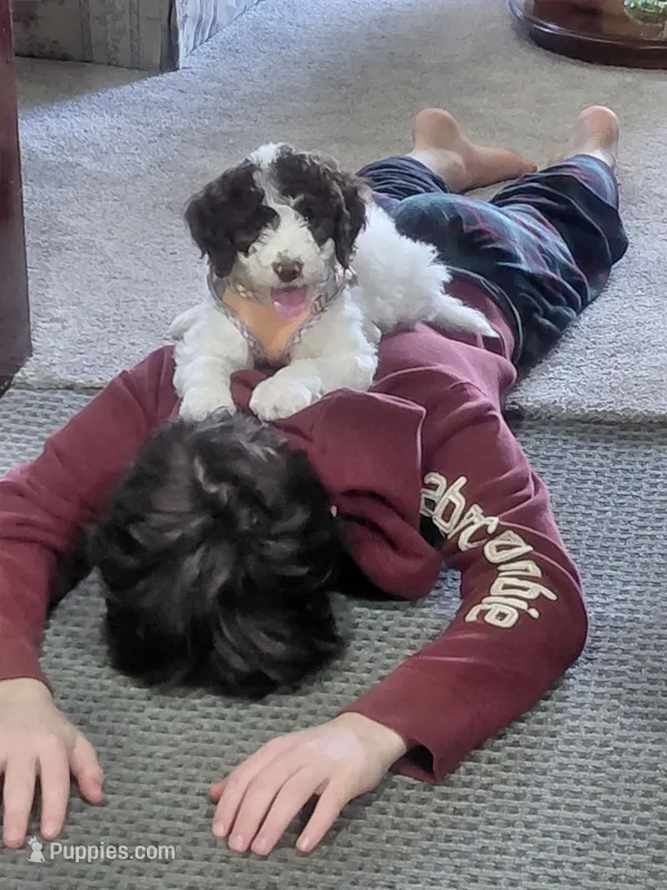 Misha – Golden Mountain Doodle puppy for sale in Sheffield Lake, OH