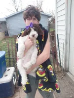 Misha, a female Miniature Goldendoodle and Golden Mountain Doodle for sale in Sheffield Lake, OH – Photo 5 of 5