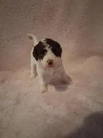 Misha, a female Golden Mountain Doodle for sale in Sheffield Lake, OH – Photo 4 of 4