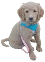Rose (Rosie), a male Miniature Golden Retriever for sale in Sheffield Lake, OH – 3 of 4