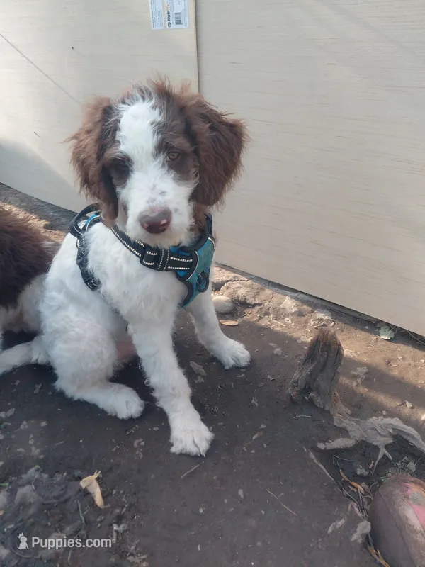 Set – Bernedoodle, Miniature Bernedoodle puppy for sale in Sheffield Lake, OH