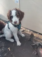 Set, a male Bernedoodle and Miniature Bernedoodle for sale in Sheffield Lake, OH – 1 of 5