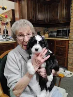 Nyx, a female Golden Mountain Doodle for sale in Sheffield Lake, OH – Photo 2 of 4