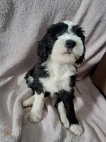 Nyx, a female Golden Mountain Doodle for sale in Sheffield Lake, OH – Photo 1 of 4