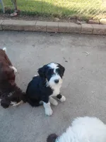 Nyx, a female Bernedoodle and Golden Mountain Doodle for sale in Sheffield Lake, OH – Photo 5 of 5