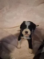 Nyx, a female Golden Mountain Doodle for sale in Sheffield Lake, OH – Photo 3 of 4