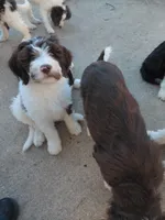 Pamona, a female Bernedoodle and Golden Mountain Doodle for sale in Sheffield Lake, OH – Photo 3 of 3