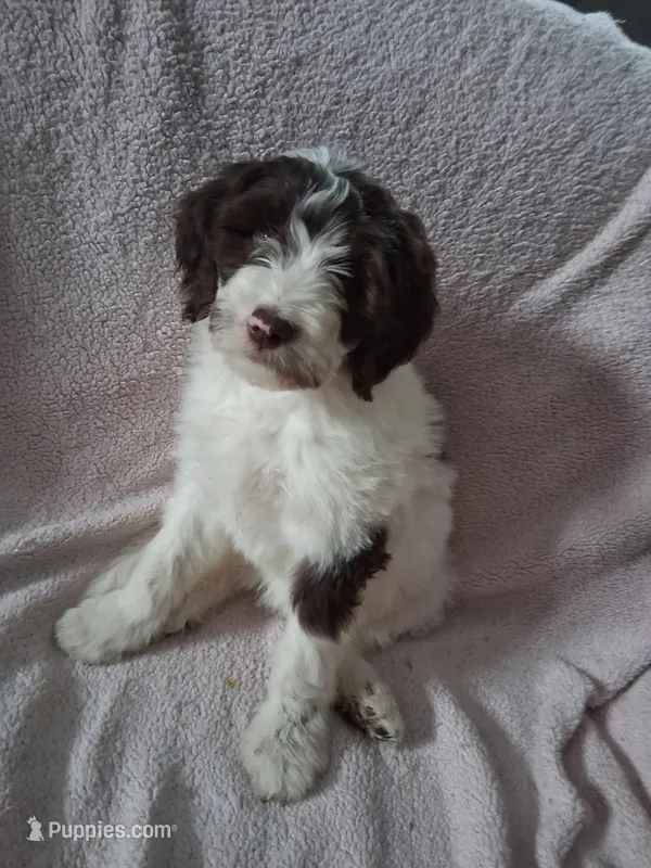 Pamona – Golden Mountain Doodle puppy for sale in Sheffield Lake, OH
