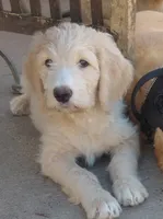 Onyx, a male Miniature Golden Retriever for sale in Sheffield Lake, OH – 5 of 5