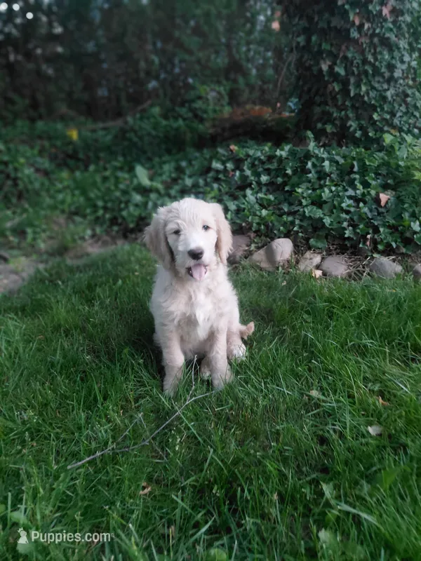 Onyx – Goldendoodle, Miniature Goldendoodle puppy for sale in Sheffield Lake, OH