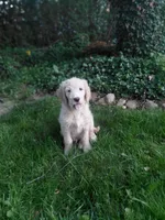 Onyx, a male Miniature Golden Retriever for sale in Sheffield Lake, OH – 2 of 3