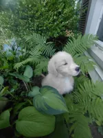 Ridge, a male Miniature Golden Retriever for sale in Sheffield Lake, OH – 4 of 4