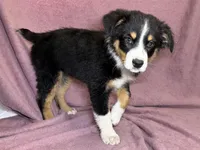 Vixen, a female Miniature Australian Shepherd for sale in Hagerstown, IN – Photo 2 of 6