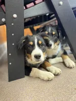 Vixen, a female Miniature Australian Shepherd for sale in Hagerstown, IN – 3 of 9