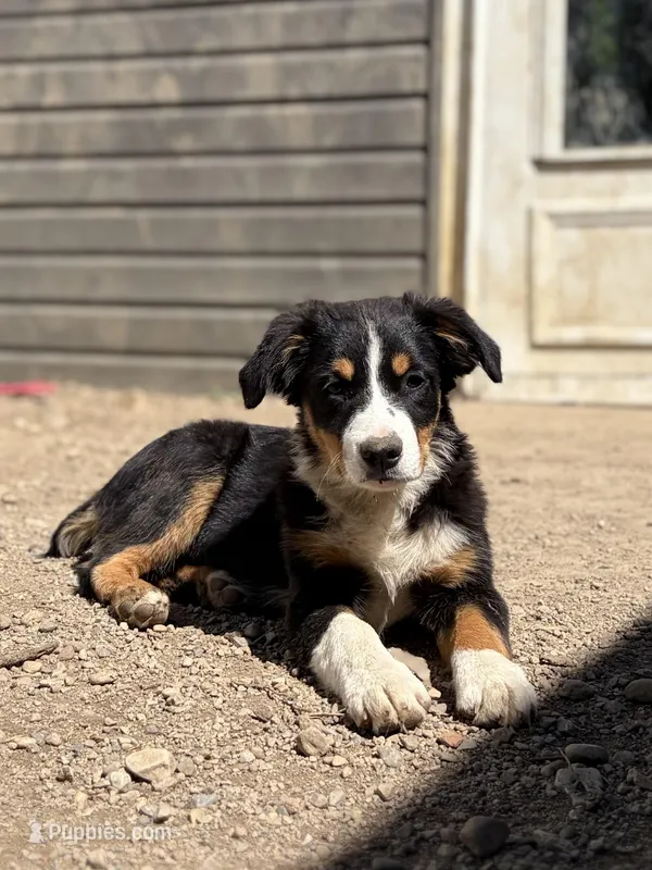 Vixen – Miniature Australian Shepherd puppy for sale in Hagerstown, IN