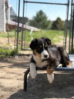 Vixen, a female Miniature Australian Shepherd for sale in Hagerstown, IN – 2 of 9