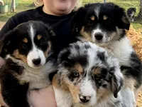 Vixen, a female Miniature Australian Shepherd for sale in Hagerstown, IN – Photo 4 of 6