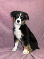 Vixen, a female Miniature Australian Shepherd for sale in Hagerstown, IN – Photo 1 of 6