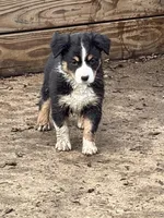 Vixen, a female Miniature Australian Shepherd for sale in Hagerstown, IN – Photo 6 of 6