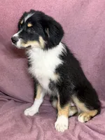 Sugar, a female Miniature Australian Shepherd for sale in Hagerstown, IN – Photo 2 of 6