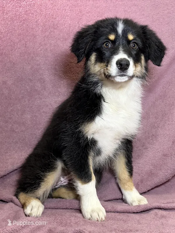 Sugar – Miniature Australian Shepherd puppy for sale in Hagerstown, IN