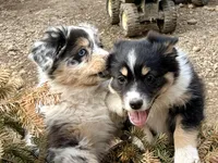 Sugar, a female Miniature Australian Shepherd for sale in Hagerstown, IN – Photo 6 of 6