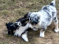 Sugar, a female Miniature Australian Shepherd for sale in Hagerstown, IN – Photo 4 of 6