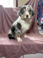 Merle, a male Miniature Australian Shepherd for sale in Hagerstown, IN – Photo 3 of 3