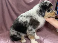 Merle, a male Miniature Australian Shepherd for sale in Hagerstown, IN – Photo 2 of 3