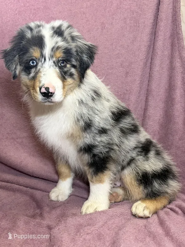 Merle – Miniature Australian Shepherd puppy for sale in Hagerstown, IN