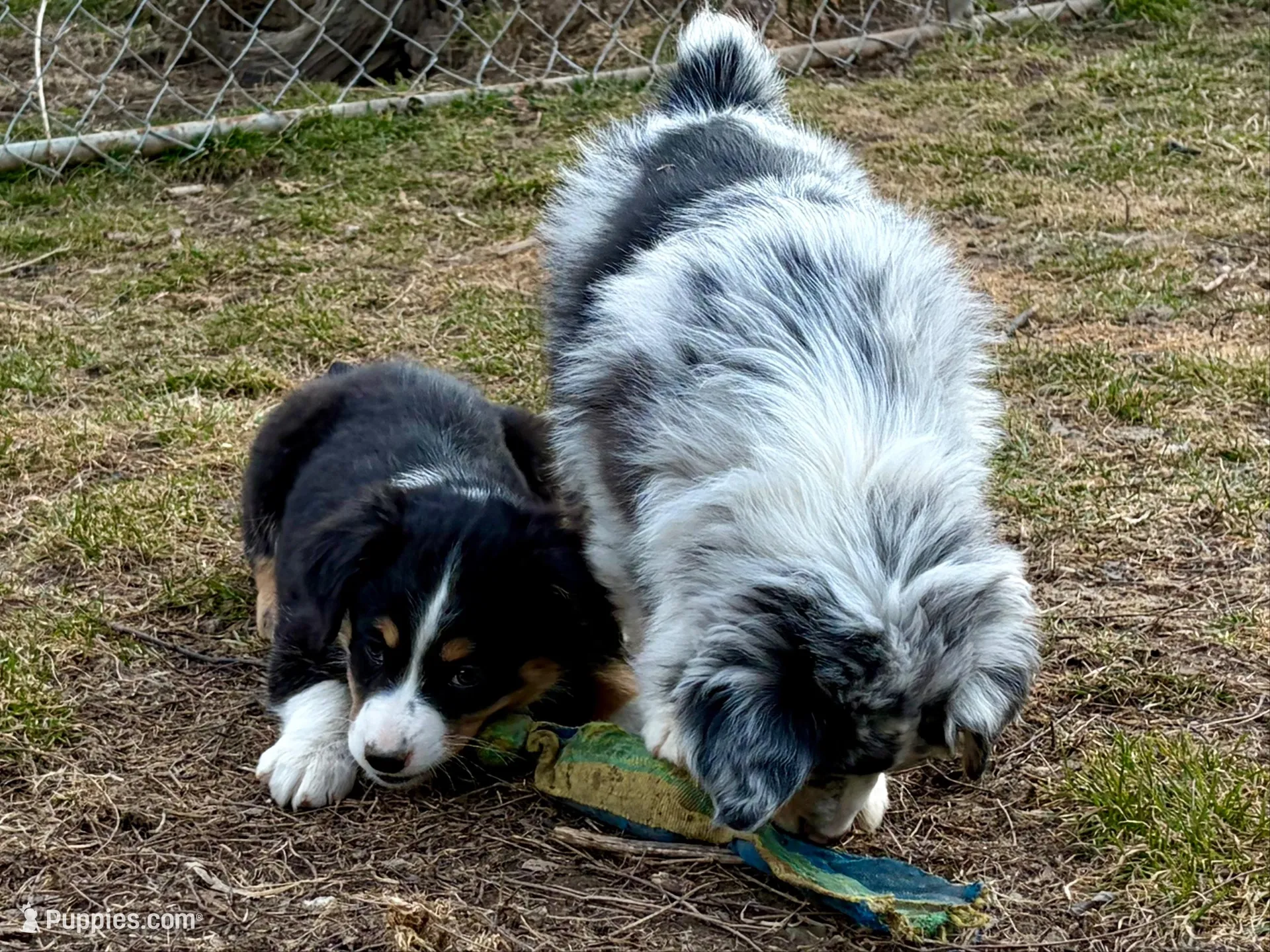 Vixen, a female Miniature Australian Shepherd for sale in Hagerstown, IN – Photo 5 of 6